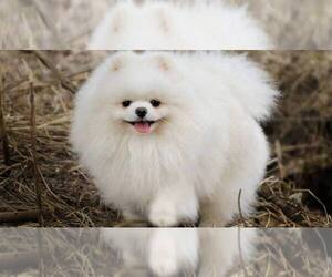 Pomeranian Dog Breeder near SUN VALLEY, CA, USA