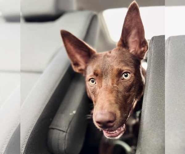 Medium Photo #43  Breeder Profile in CAMAS, WA, USA