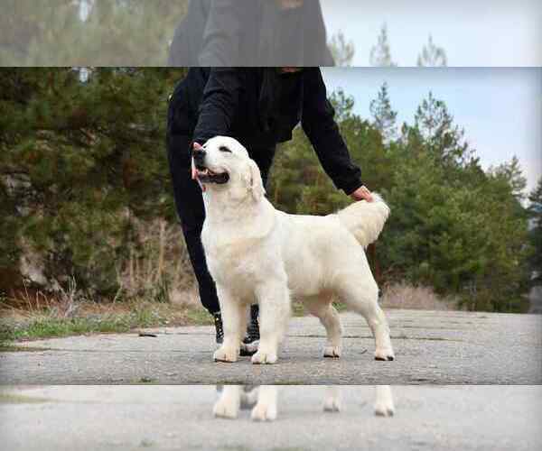 Medium Photo #3  Breeder Profile in PHILLIPSBURG, NJ, USA