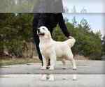 Small #2 Breeder Profile image