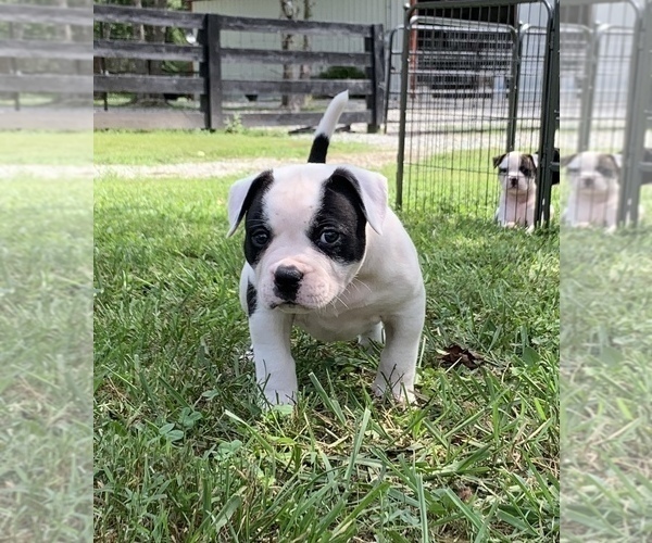 Medium Photo #39  Breeder Profile in COLUMBIA, KY, USA