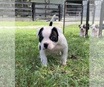 Small #38 Breeder Profile image