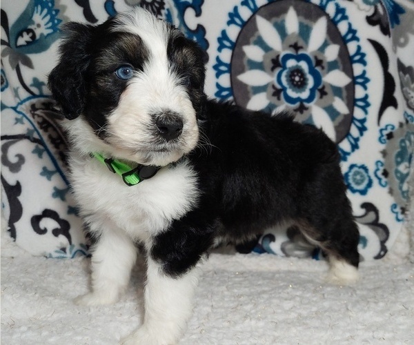 Medium Photo #10  Breeder Profile in LEWISBURG, KY, USA