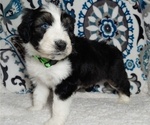 Small Photo #10  Breeder Profile in LEWISBURG, KY, USA