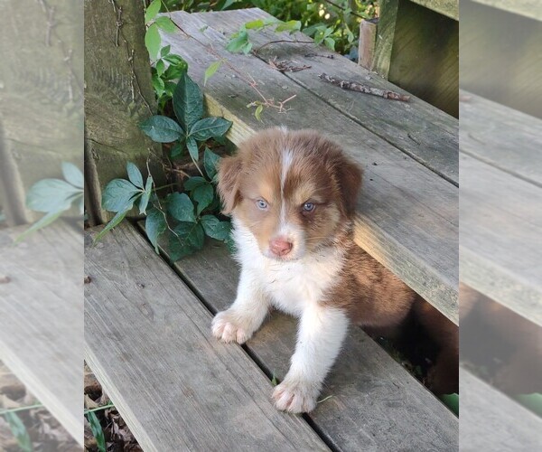 Medium Photo #1  Breeder Profile in SPENCER, IN, USA