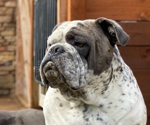 Olde English Bulldogge Dog Breeder in SOUTHPORT,  USA
