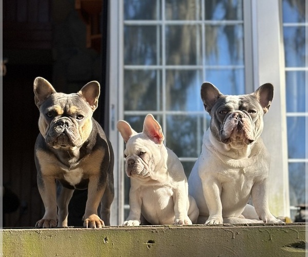 Medium Photo #3  Breeder Profile in LAKE CITY, FL, USA