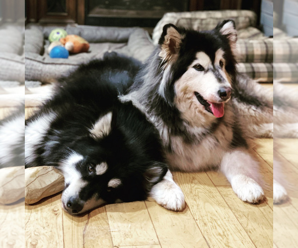 Medium Photo #158  Breeder Profile in FREDERICK, MD, USA