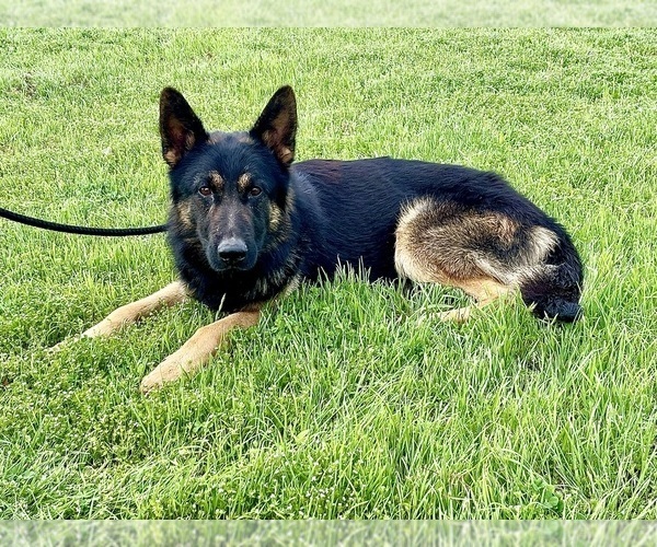 Medium Photo #7  Breeder Profile in BRUCEVILLE, TX, USA