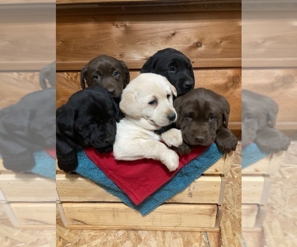 Medium Photo #3  Breeder Profile in DOWNING, WI, USA