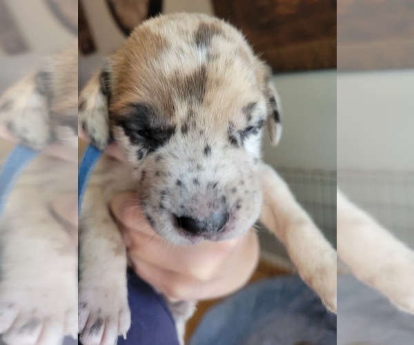 Medium Photo #7  Breeder Profile in MONTEVIEW, ID, USA