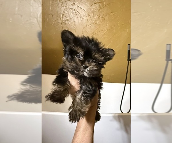Medium Photo #15  Breeder Profile in ALVORD, IA, USA
