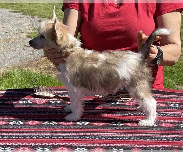 Medium Photo #1  Breeder Profile in FUQUAY VARINA, NC, USA