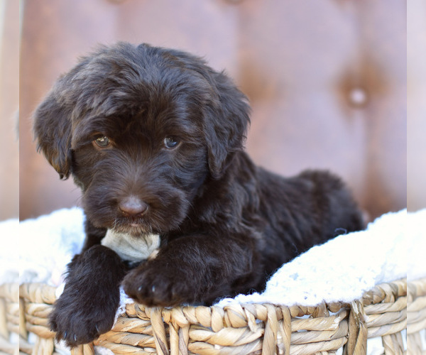 Medium Photo #3  Breeder Profile in MILLERSBURG, OH, USA
