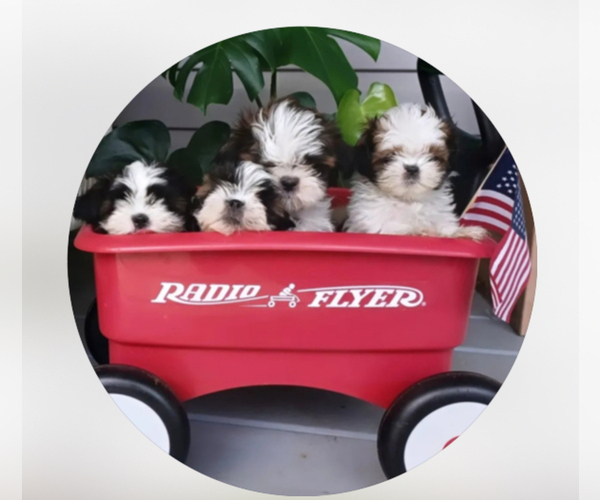 Medium Photo #1  Breeder Profile in ALPHARETTA, GA, USA