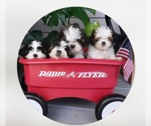 Medium Breeder Profile Photo