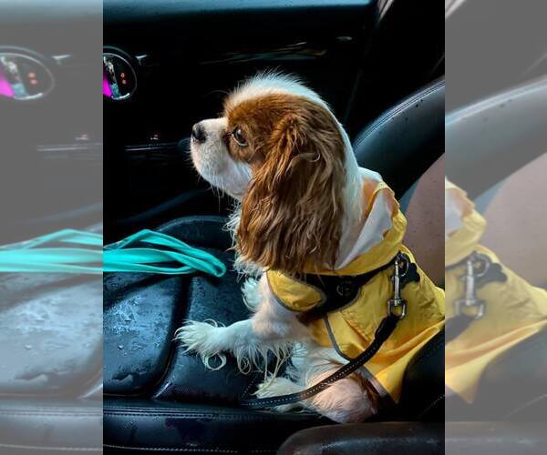 Medium Photo #1  Breeder Profile in RICHMOND, VA, USA