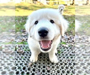 Great Pyrenees Dog Breeder near MADISON, NC, USA