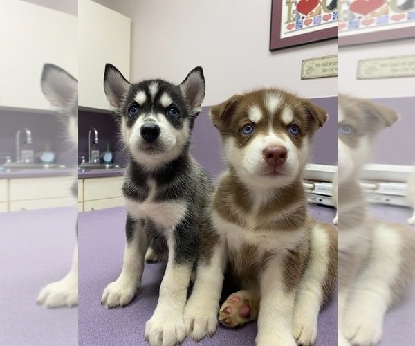Medium Photo #1  Breeder Profile in AMORY, MS, USA