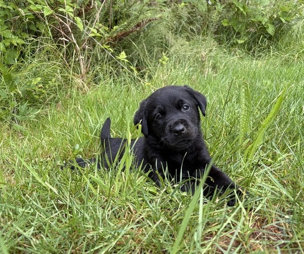 Medium Photo #4  Breeder Profile in ONALASKA, WA, USA