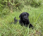 Small Photo #4  Breeder Profile in ONALASKA, WA, USA