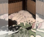 Small #11 Breeder Profile image