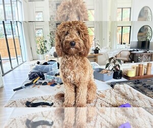 Medium Breeder Profile Photo