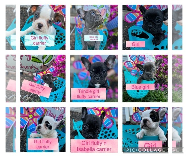 Medium Photo #1  Breeder Profile in FREDERICKSBURG, VA, USA