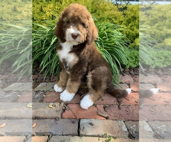 Medium Photo #2  Breeder Profile in JOHNSON CITY, TN, USA