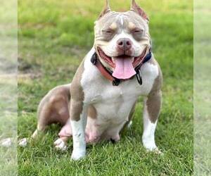 American Bully Dog Breeder in HOWE,  USA