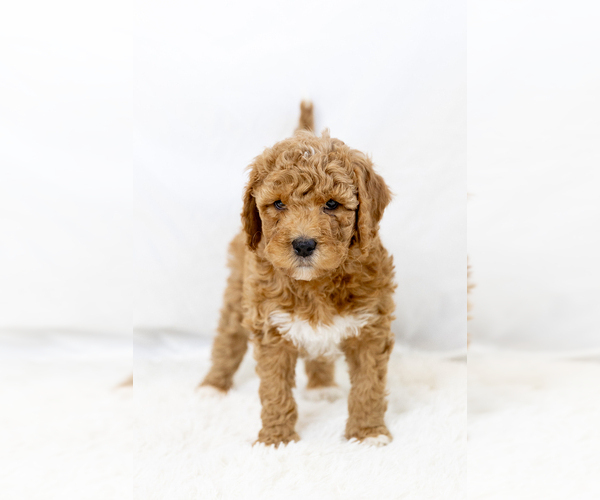 Medium Photo #39  Breeder Profile in WEST JORDAN, UT, USA