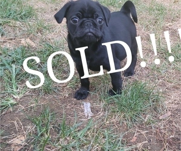 Medium Photo #14  Breeder Profile in CINCINNATI, OH, USA