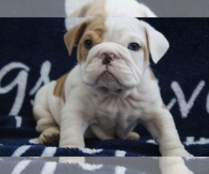 Main photo of English Bulldog Dog Breeder near PEORIA, AZ, USA