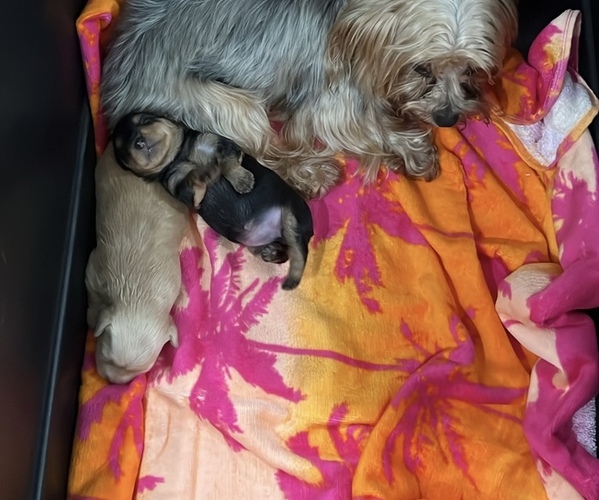 Medium Photo #2  Breeder Profile in STUART, FL, USA