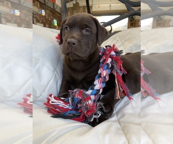 Medium Photo #4  Breeder Profile in DAYTON, TX, USA