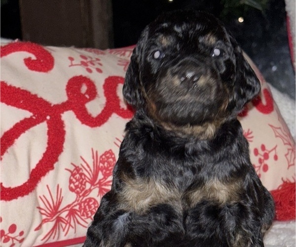 Medium Photo #11  Breeder Profile in DEXTER, MO, USA