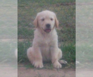 Golden Retriever Dog Breeder near HARRISONBURG, VA, USA