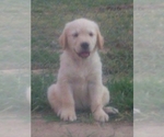 Small breeder photo
