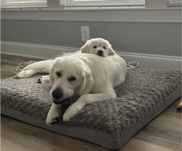 Medium Photo #10  Breeder Profile in SPOTSYLVANIA, VA, USA