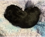 Small #3 Breeder Profile image