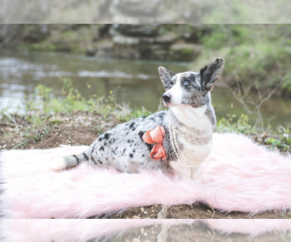 Medium Photo #1  Breeder Profile in LIGNUM, VA, USA