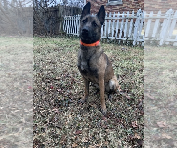 Medium Photo #1  Breeder Profile in CINCINNATI, OH, USA
