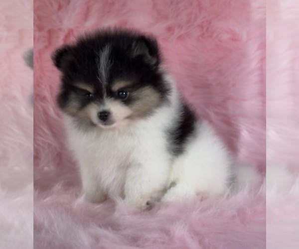 Medium Photo #27  Breeder Profile in KENNESAW, GA, USA