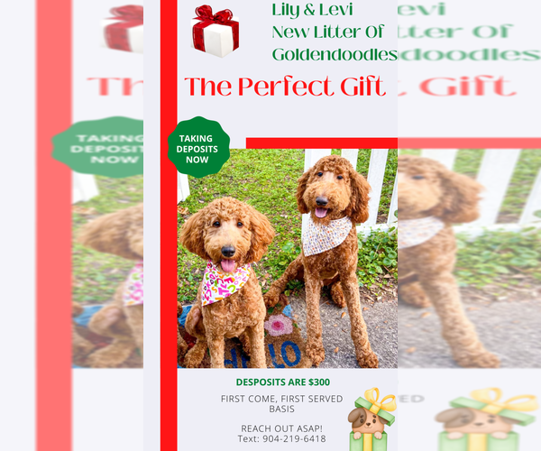 Medium Photo #9  Breeder Profile in JACKSONVILLE, FL, USA