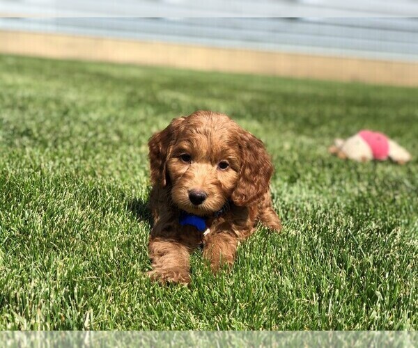 Medium Photo #1  Breeder Profile in WOLCOTT, IN, USA