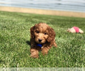 Main photo of Goldendoodle (Miniature) Dog Breeder near WOLCOTT, IN, USA