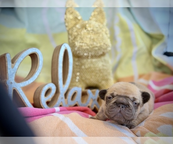 Medium Photo #24  Breeder Profile in BRIDGEWATER, MA, USA