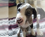 Small breeder photo