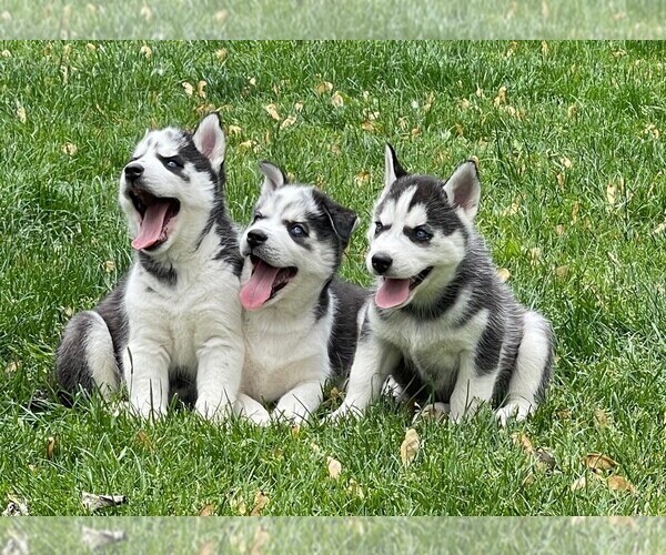 Medium Photo #1  Breeder Profile in SYCAMORE, IL, USA