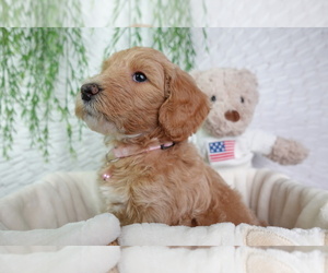 Goldendoodle Dog Breeder near NASHVILLE, TN, USA